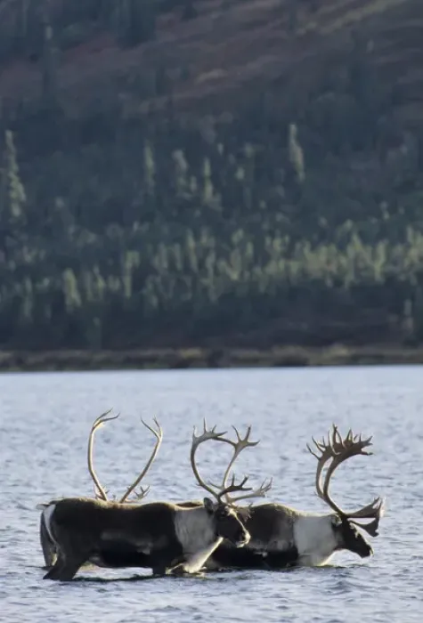 Framed Print : USA, Alaska, Bull Caribou, Wonder Lake, Denali National Park