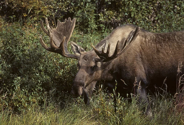 USA, Alaska, Bull Moose, Denali National Park