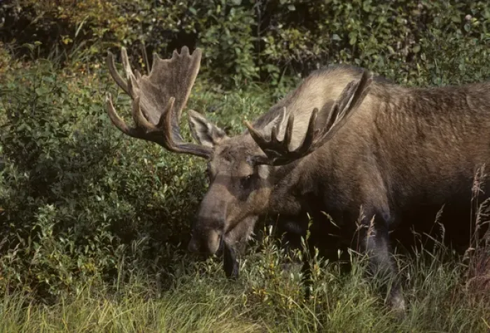 Framed Print : USA, Alaska, Bull Moose, Denali National Park