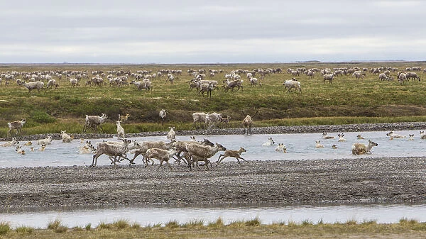 USA, Alaska. Caribou of the Porcupine Herd on the North Slope crossing the Sag River near