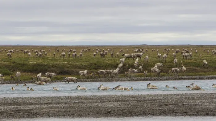 Framed Print : USA, Alaska. Caribou of the Porcupine Herd on the North Slope crossing the Sag River near Framed Print : USA, Alaska. Caribou of the Porcupine Herd on the North Slope crossing the Sag River near