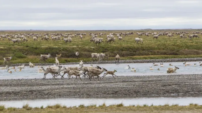 Framed Print : USA, Alaska. Caribou of the Porcupine Herd on the North Slope crossing the Sag River near Framed Print : USA, Alaska. Caribou of the Porcupine Herd on the North Slope crossing the Sag River near