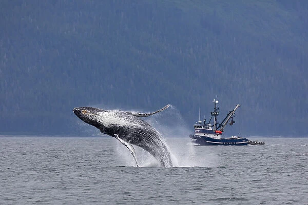 USA, Alaska, Chatham Strait. Breaching humpback whale near fishing boat