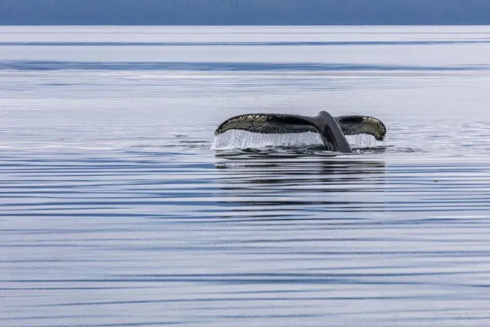 Framed Print : USA, Alaska, Chatham Strait. Humpback whale diving. Credit as Framed Print : USA, Alaska, Chatham Strait. Humpback whale diving. Credit as
