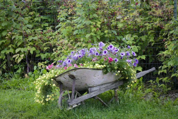 Framed Print : USA, Alaska, Chena Hot Springs. Old wheelbarrow filled with flowers Framed Print : USA, Alaska, Chena Hot Springs. Old wheelbarrow filled with flowers