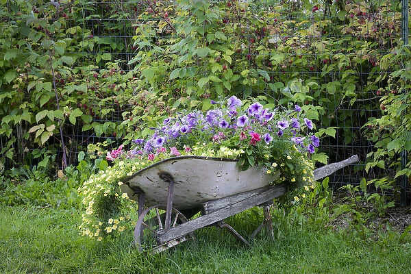 USA, Alaska, Chena Hot Springs. Old wheelbarrow with flowers