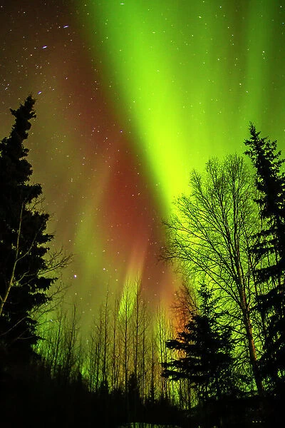 USA, Alaska, Chena Hot Springs Resort. Aurora borealis fills night sky