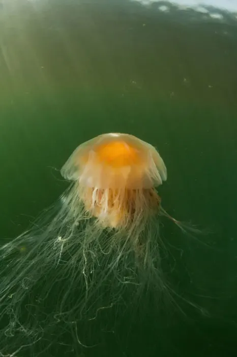 Framed Print : USA, Alaska, Chichagof Island, Underwater view of Lions Mane Jellyfish (Cyanea Framed Print : USA, Alaska, Chichagof Island, Underwater view of Lions Mane Jellyfish (Cyanea