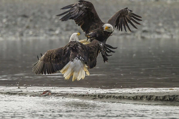 USA, Alaska, Chilkat Bald Eagle Preserve. Bald eagles fighting in the air. Credit as