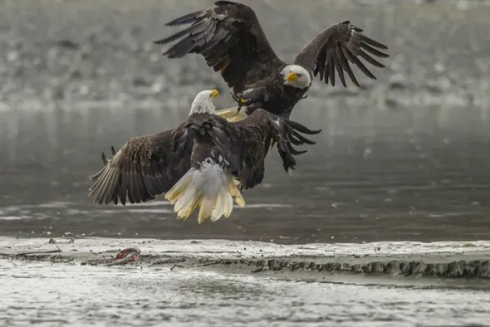 Framed Print : USA, Alaska, Chilkat Bald Eagle Preserve. Bald eagles fighting in the air. Credit as Framed Print : USA, Alaska, Chilkat Bald Eagle Preserve. Bald eagles fighting in the air. Credit as