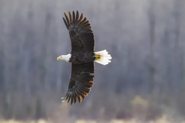 Framed Print : USA, Alaska, Chilkat Bald Eagle Preserve