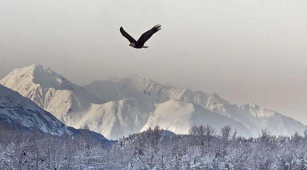 USA, Alaska, Chilkat Bald Eagle Preserve. Bald eagle flies in preserve. Credit as