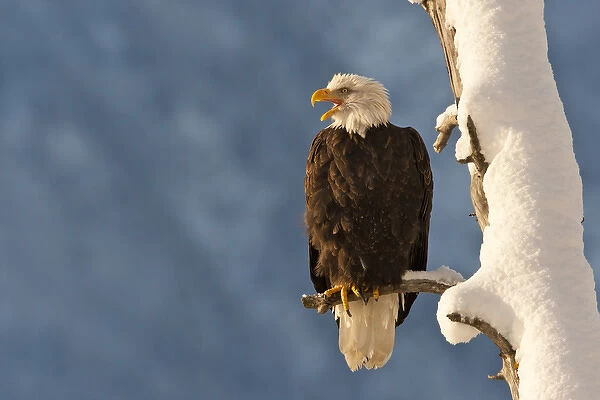 USA, Alaska, Chilkat Bald Eagle Preserve. Bald eagle perched on branch. Credit as