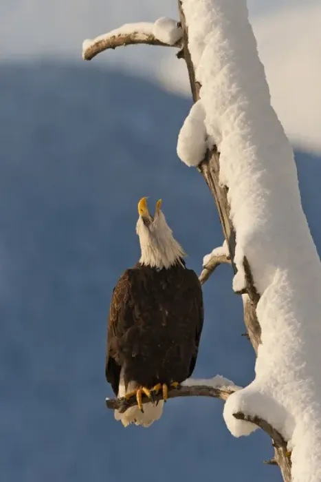 Framed Print : USA, Alaska, Chilkat Bald Eagle Preserve. Bald eagle perched on branch. Credit as