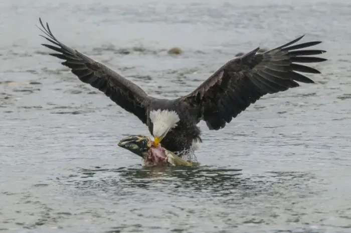 Framed Print : USA, Alaska, Chilkat Bald Eagle Preserve. Bald eagle takes flight with salmon prey Framed Print : USA, Alaska, Chilkat Bald Eagle Preserve. Bald eagle takes flight with salmon prey