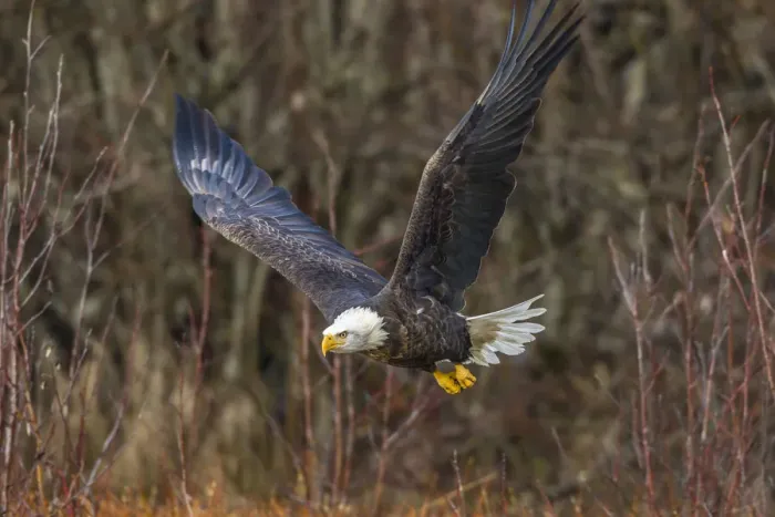 Framed Print : USA, Alaska, Chilkat Bald Eagle Preserve, bald eagle adult, in flight