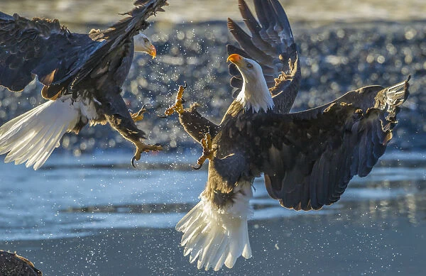 USA, Alaska, Chilkat Bald Eagle Preserve, bald eagle adult, fight