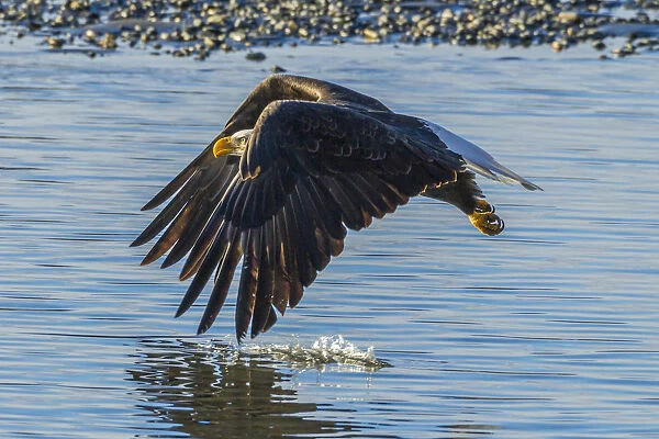 USA, Alaska, Chilkat Bald Eagle Preserve, bald eagle adult, in flight