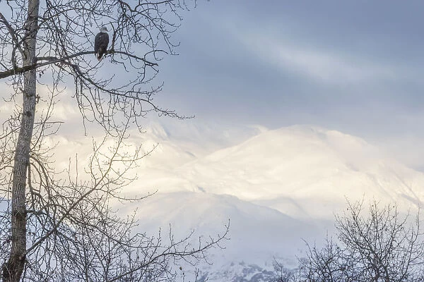 USA, Alaska, Chilkat Bald Eagle Preserve, bald eagle adult, and snowy mountains