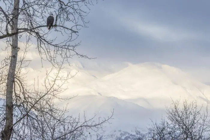 Framed Print : USA, Alaska, Chilkat Bald Eagle Preserve, bald eagle adult, and snowy mountains