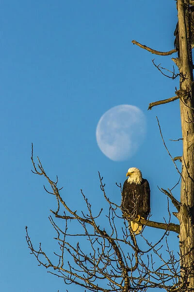 USA, Alaska, Chilkat Bald Eagle Preserve, bald eagle adult and moon