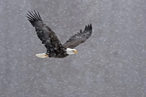 USA, Alaska, Chilkat Bald Eagle Preserve. Bald eagle flying through snowstorm