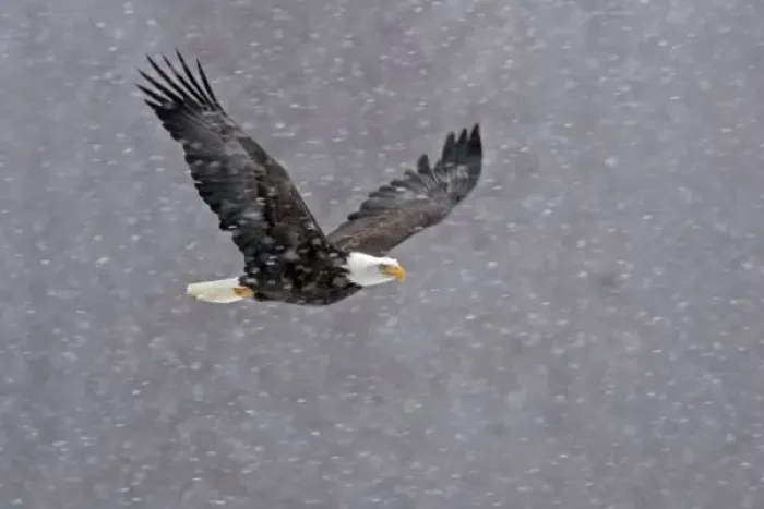 Framed Print : USA, Alaska, Chilkat Bald Eagle Preserve. Bald eagle flying through snowstorm Framed Print : USA, Alaska, Chilkat Bald Eagle Preserve. Bald eagle flying through snowstorm