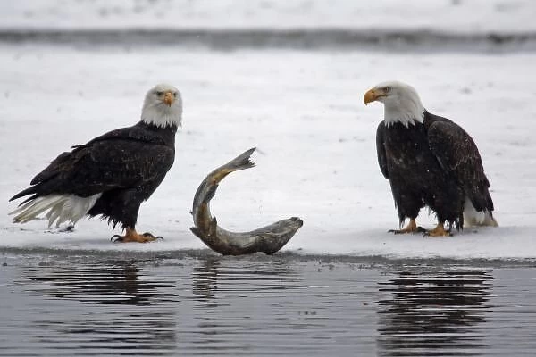 USA, Alaska, Chilkat Bald Eagle Preserve. Pair of bald eagles waiting to feed on almost dead salmon