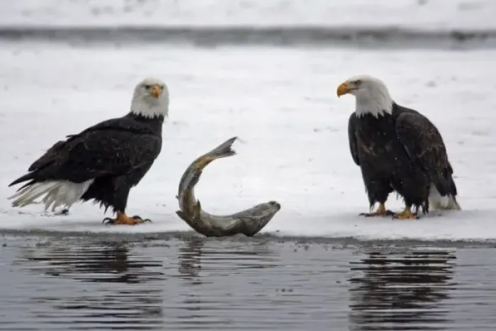 Framed Print : USA, Alaska, Chilkat Bald Eagle Preserve. Pair of bald eagles waiting to feed on almost dead salmon