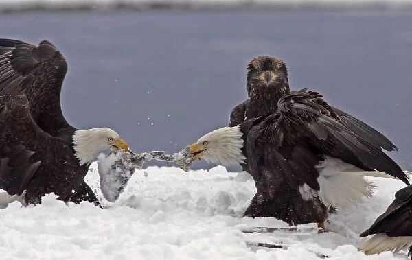 USA, Alaska, Chilkat Bald Eagle Preserve. Two adult bald eagles fighting over salmon