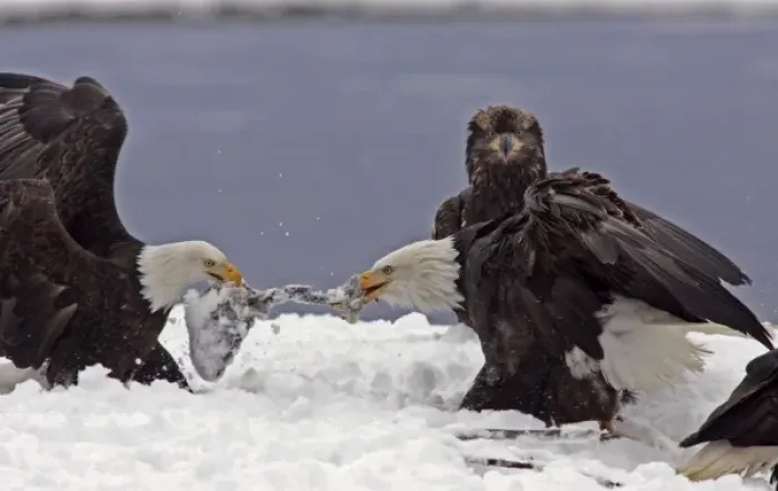 Framed Print : USA, Alaska, Chilkat Bald Eagle Preserve. Two adult bald eagles fighting over salmon Framed Print : USA, Alaska, Chilkat Bald Eagle Preserve. Two adult bald eagles fighting over salmon