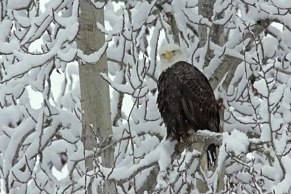 USA, Alaska, Chilkat Bald Eagle Preserve. Adult bald eagle perched on snow- covered tree