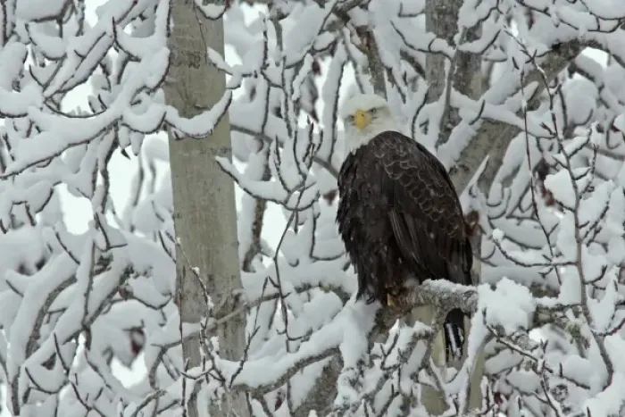 Framed Print : USA, Alaska, Chilkat Bald Eagle Preserve. Adult bald eagle perched on snow- covered tree Framed Print : USA, Alaska, Chilkat Bald Eagle Preserve. Adult bald eagle perched on snow- covered tree