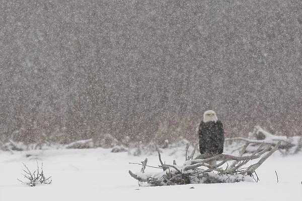 USA, Alaska, Chilkat River. Bald eagle (Haliaeetus leucocephalus) in snow storm