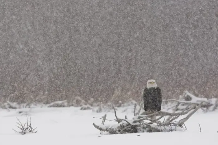 Framed Print : USA, Alaska, Chilkat River. Bald eagle (Haliaeetus leucocephalus) in snow storm Framed Print : USA, Alaska, Chilkat River. Bald eagle (Haliaeetus leucocephalus) in snow storm