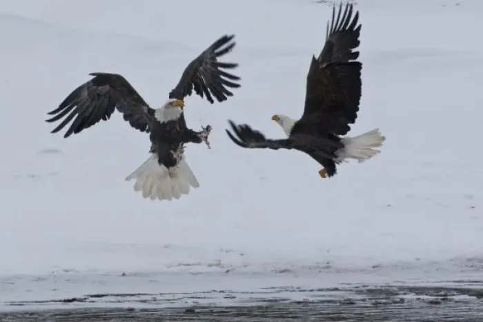 Framed Print : USA, Alaska, Chilkat River. Bald eagles fighting. Credit as: Cathy & Gordon Illg Framed Print : USA, Alaska, Chilkat River. Bald eagles fighting. Credit as: Cathy & Gordon Illg
