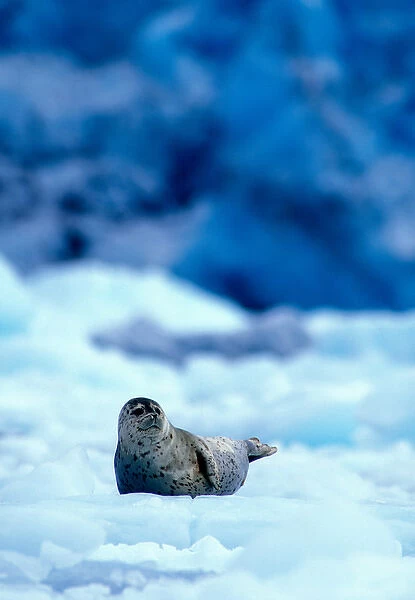 USA, Alaska, Chugach National Forest, Harbor Seal (Phoca vitulina) rests on ice near