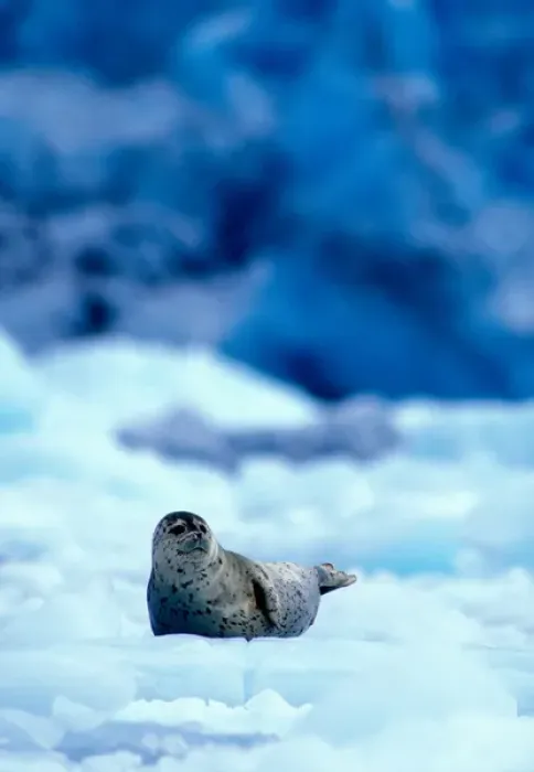 Framed Print : USA, Alaska, Chugach National Forest, Harbor Seal (Phoca vitulina) rests on ice near
