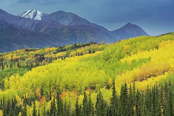 USA, Alaska, Chugach National Forest. Mountain and aspens in autumn