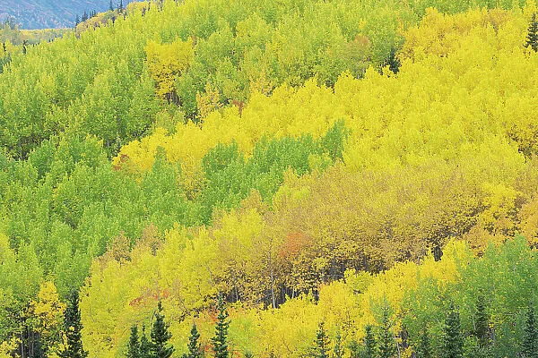 USA, Alaska, Chugach National Forest. Aspens in autumn