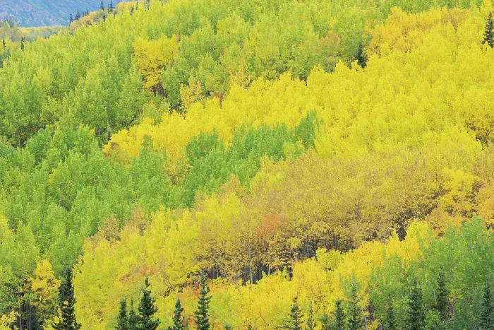 Framed Print : USA, Alaska, Chugach National Forest. Aspens in autumn Framed Print : USA, Alaska, Chugach National Forest. Aspens in autumn