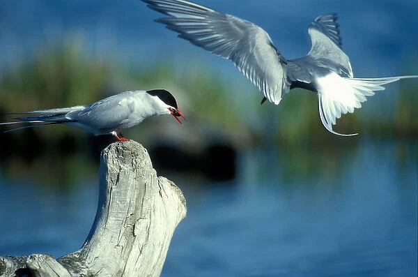 USA, Alaska, Chugach State Park, Arctic Tern (Sterna paradisaea) feeds insect to