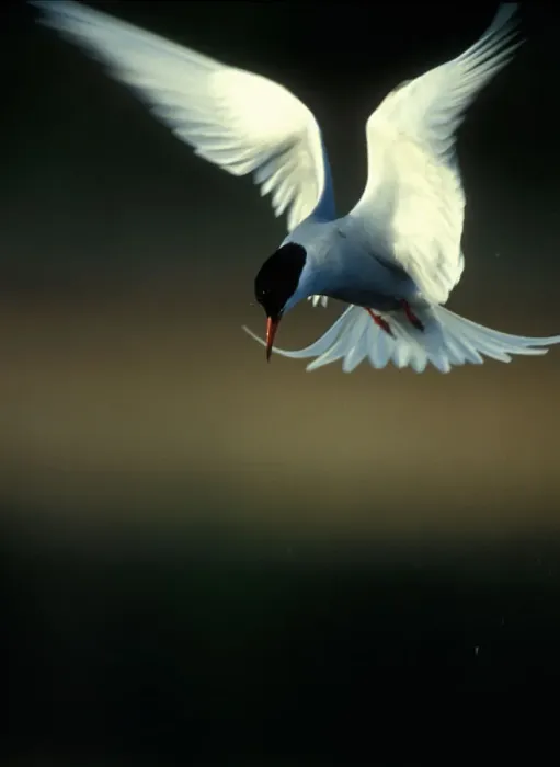 Framed Print : USA, Alaska, Chugach State Park, Arctic Tern (Sterna paradisaea) hovers above Potter Framed Print : USA, Alaska, Chugach State Park, Arctic Tern (Sterna paradisaea) hovers above Potter