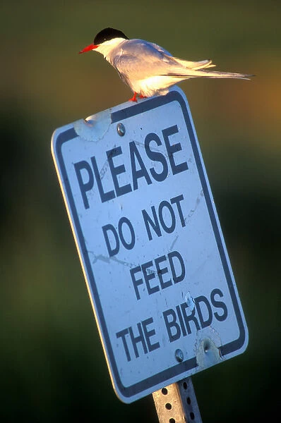 USA, Alaska, Chugach State Park, Arctic Tern (Sterna paradisaea) sits on sign by