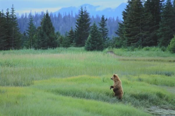 USA, Alaska, Clark Lake National Park. Grizzly Bear, Ursus Arctos. Grizzly bear cub