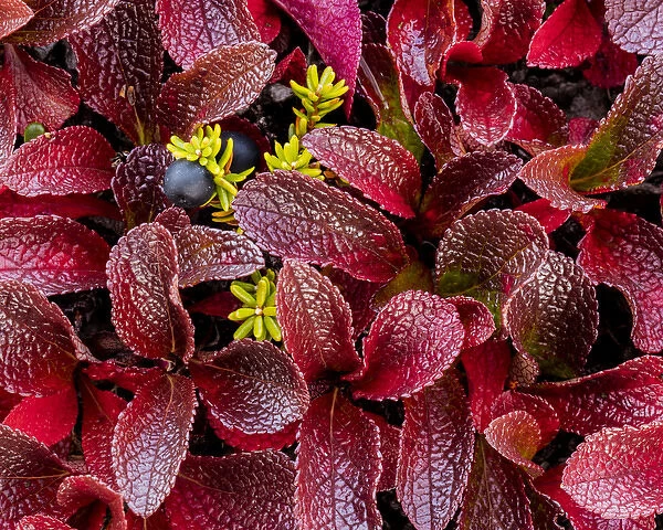 USA, Alaska. Close-up of alpine bearberry and crowberry plants