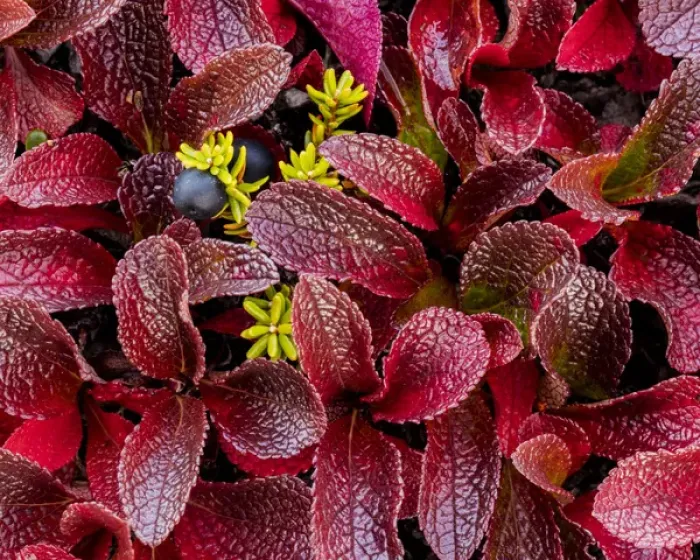 Framed Print : USA, Alaska. Close-up of alpine bearberry and crowberry plants