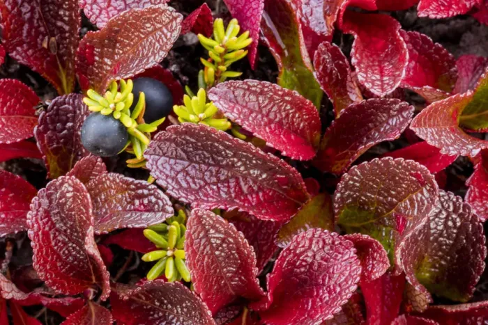 Framed Print : USA, Alaska. Close-up of alpine bearberry and crowberry plants