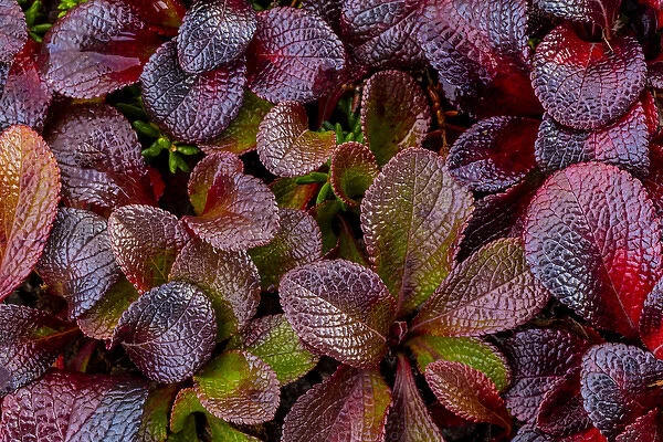 USA, Alaska. Close-up of alpine bearberry plants