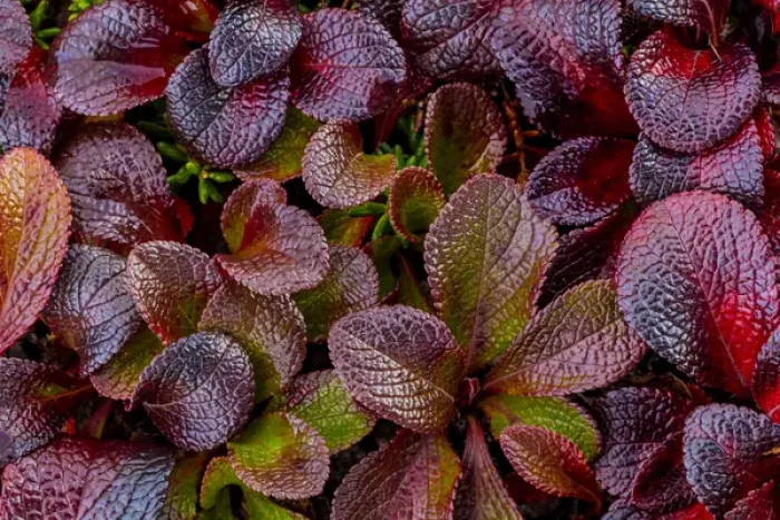 Framed Print : USA, Alaska. Close-up of alpine bearberry plants Framed Print : USA, Alaska. Close-up of alpine bearberry plants